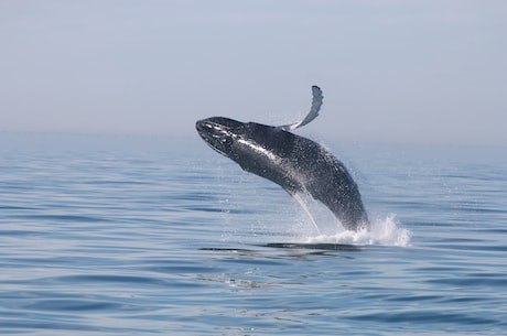 珍稀物种虎头鲸的奇妙栖息地