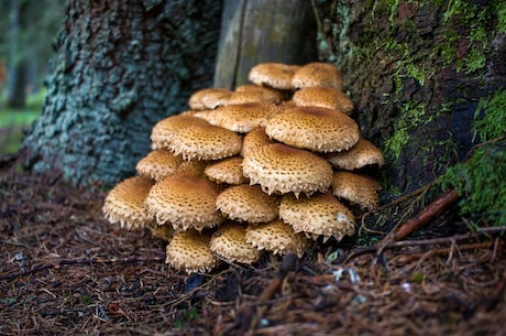 雷蘑菇(进口雷蘑菇大受欢迎)