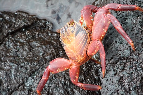 蒸螃蟹需要多长时间(蒸螃蟹需要多长时间？来看看正确的蒸蟹时间吧！)