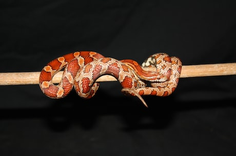 玉米蛇——神秘而独特的蛇种