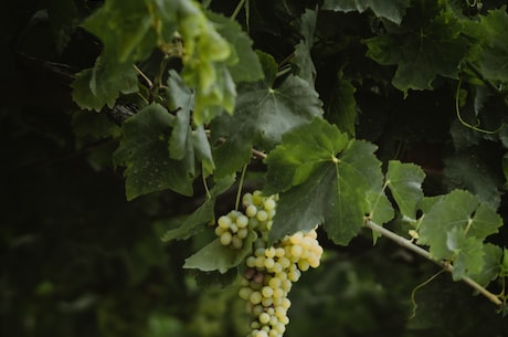 葡萄种植技术(如何利用葡萄种植技术提高葡萄产量)