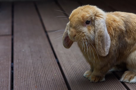 兔子视频(兔子视频：观看小兔子的萌态触手可及)