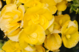 黄玫瑰代表(黄玫瑰代表什么？代表不是情人，而是这个意义……)