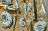 鱼化石(一窥鱼化石：现代海洋演化的重要见证)