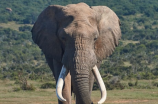 大象的重量(大象的重量揭秘，惊人的数据让你大开眼界！)
