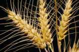 小麦病虫害-防治方式和措施