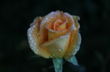 黄玫瑰代表(黄玫瑰代表什么？深入探究黄玫瑰背后传递的含义)