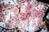 杏花的拼音(杏花的拼音 - 让春天更绚烂的粉色盛宴)