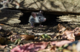 老鼠怕什么(老鼠怕什么？别再让这些事情让你家里成为老鼠乐园了！)