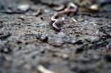 《蚯蚓电影》：致敬生命力和韧性的动物之美