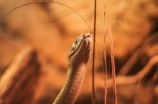 梦见蟒蛇是什么寓意？