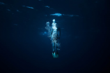 《海底小纵队》：让孩子在科普中探索海底世界