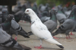愤怒的小鸟图片揭秘：小鸟们的愤怒来自何处？