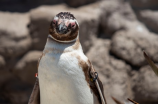 揭秘南极鸟类的神奇世界