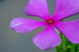 紫玫瑰花语(探秘紫玫瑰花语，体会纷歧样的语言)