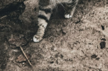 阿比西尼亚猫(阿比西尼亚猫：优雅与活力的结合)
